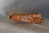 Lozotaenides formosanus